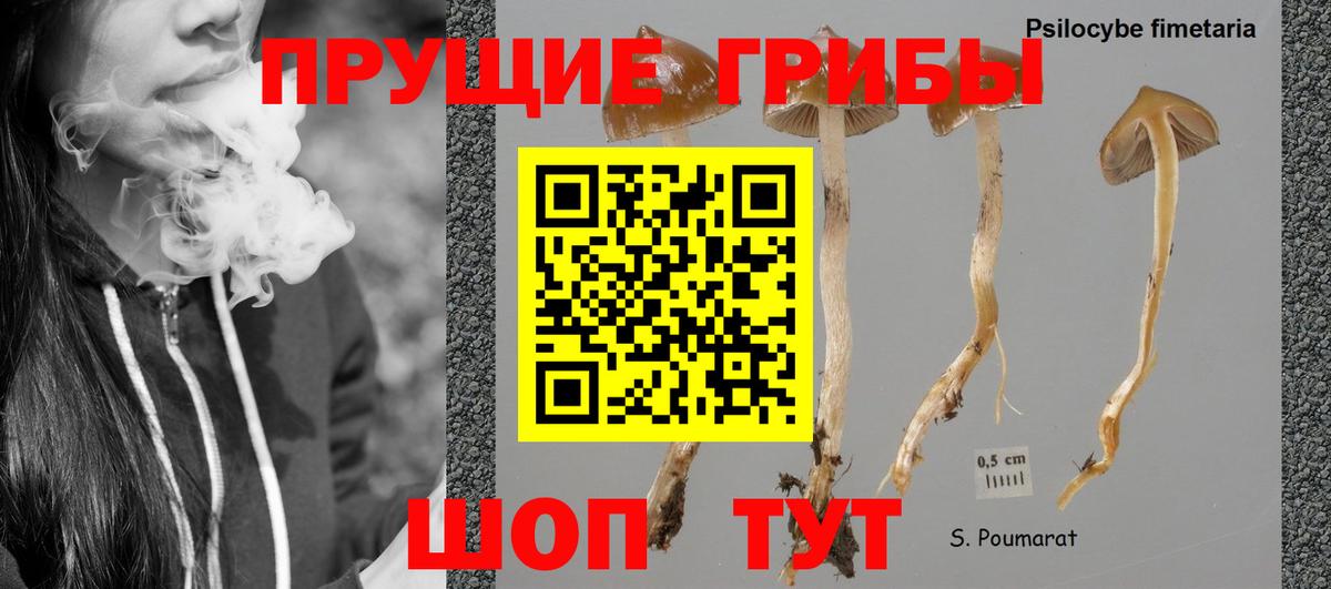 Галлюциногенные грибы Psilocybe Зеленокумск